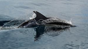 Irrawaddy dolphins found near Rushikulya river mouth in Odisha