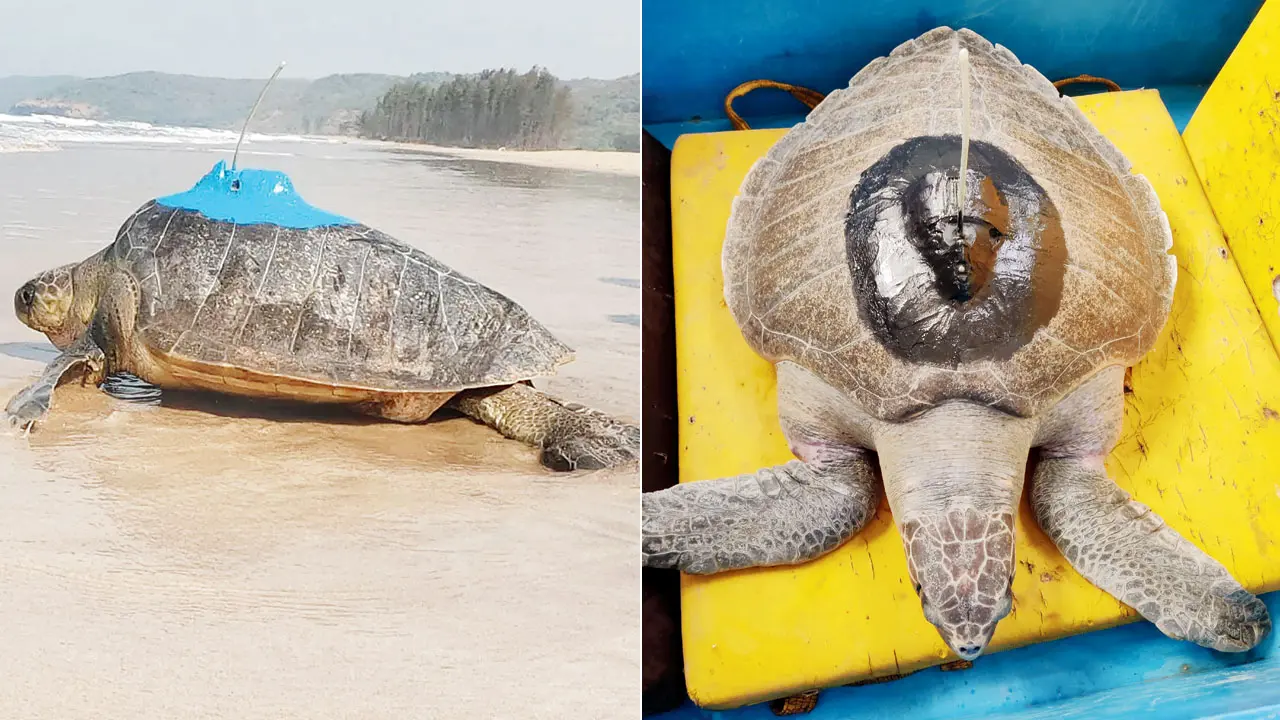From fishing net rescue to Oman waters: Olive Ridley reveals new migration path