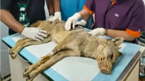 Mumbai LIVE: Two critically injured golden jackals rescued near Karnala and JNPT