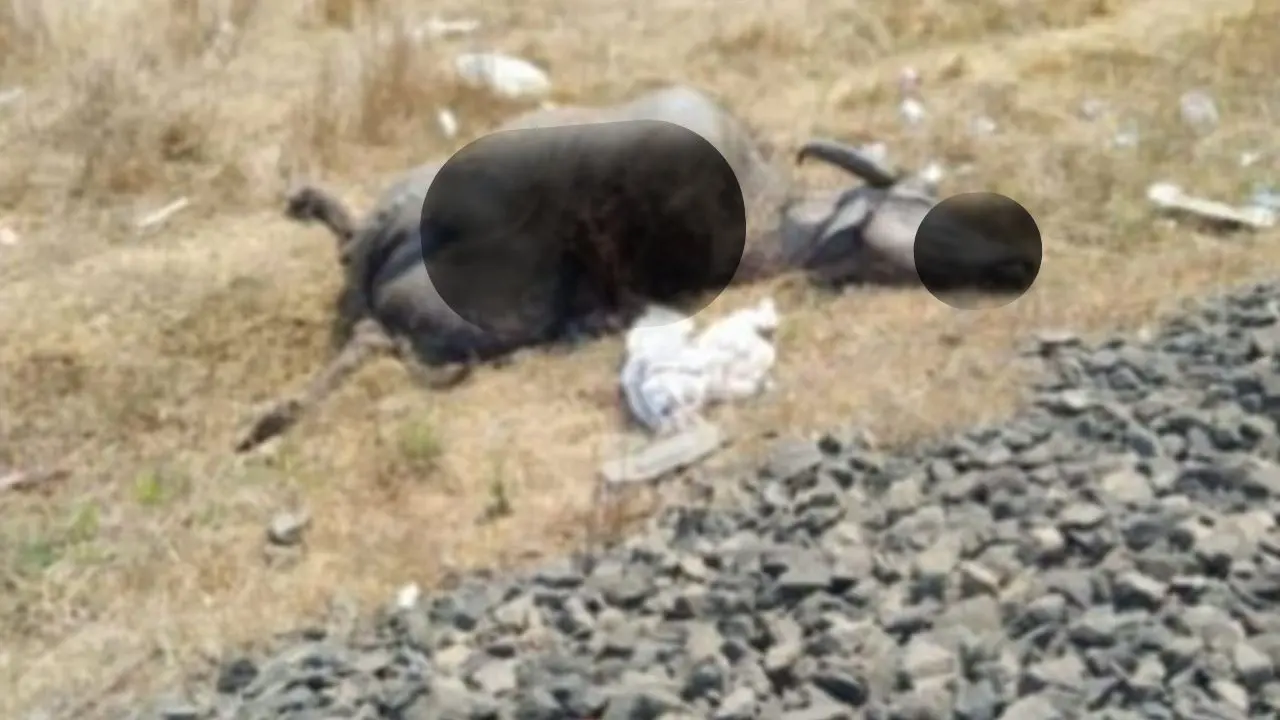 Konkan Railway trains affected after Vande Bharat strikes buffalo in Sindhudurg