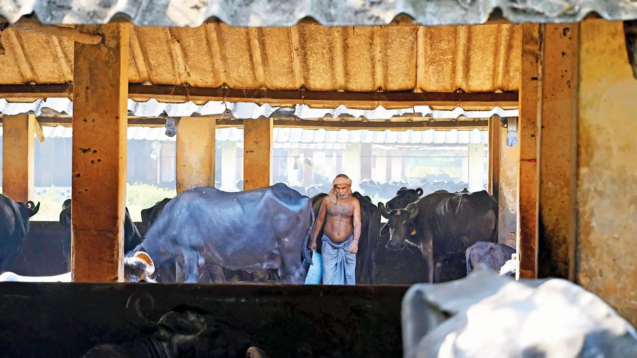 Maharashtra govt to speed up Mumbai river clean-up, remove cattle sheds