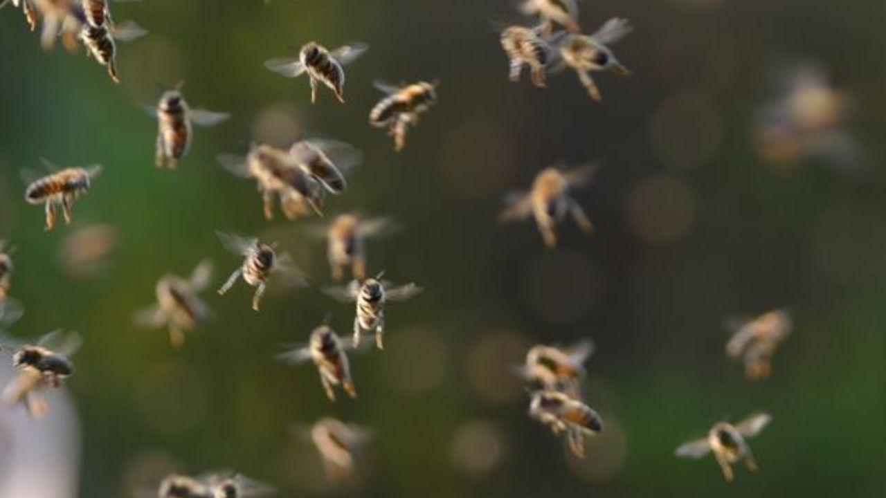 Bee swarm attack kills umpire during cricket match; 15-20 players injured in UP