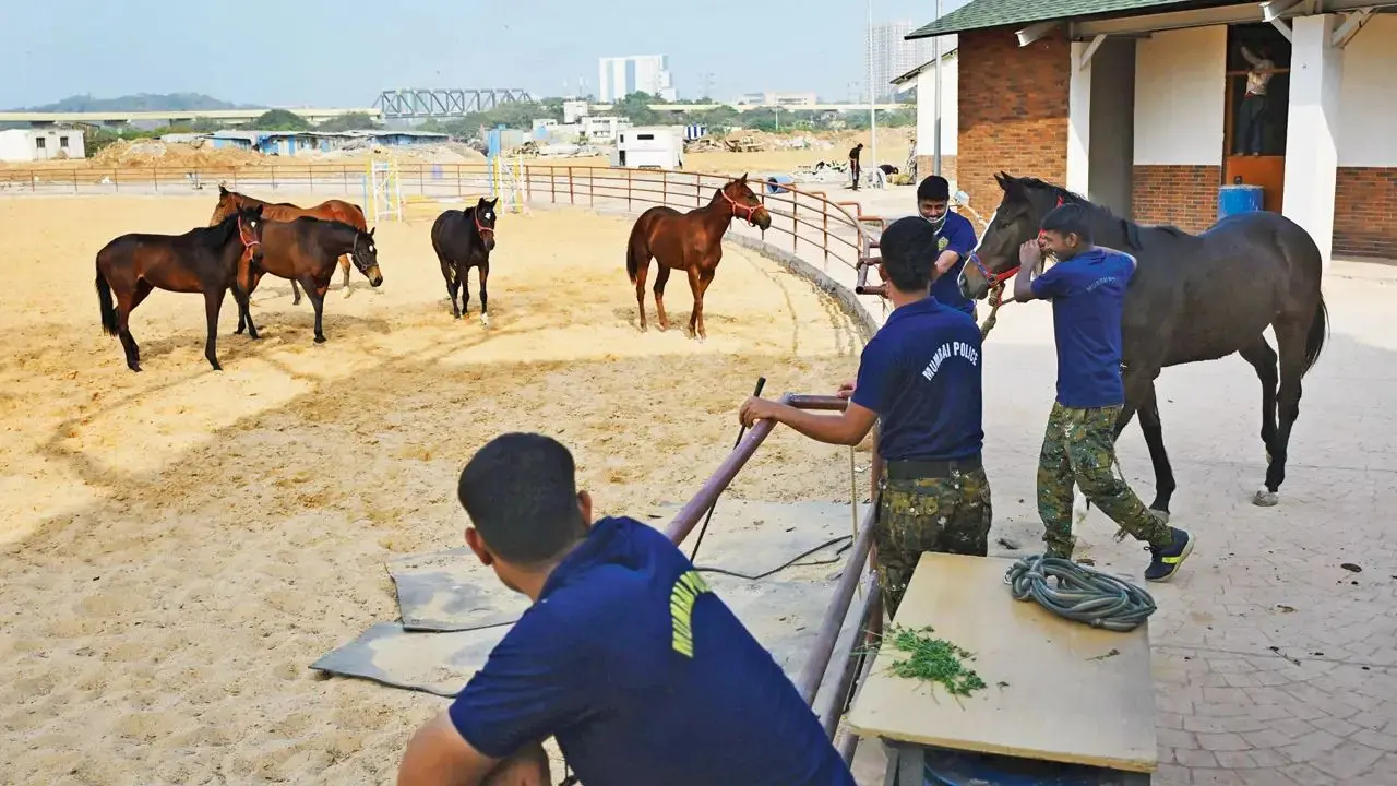 Mumbai LIVE: Marol Police Camp gets modern stable for Mumbai Police horses