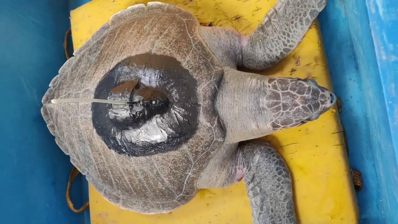 Olive Ridley Turtle 'Dhaval Lakshmi' is 500 km away from Oman coast: Officials