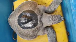Olive Ridley Turtle 'Dhaval Lakshmi' is 500 km away from Oman coast: Officials