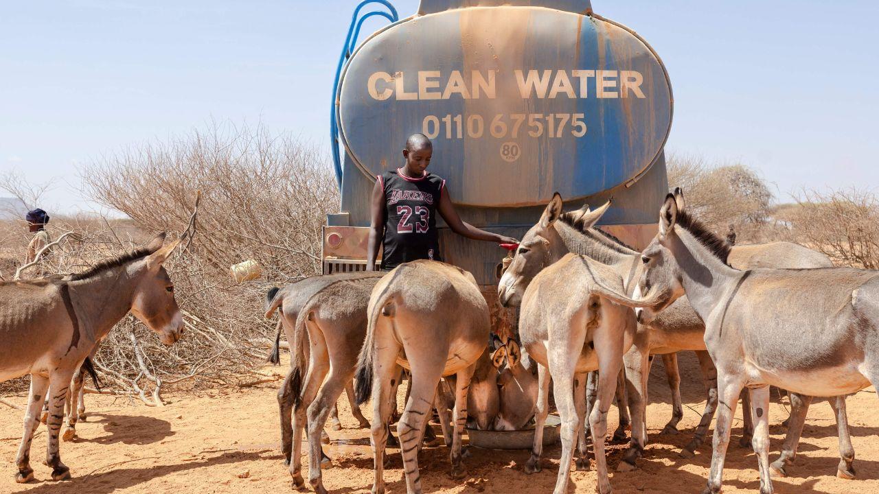 Donkeys drink from a small pail delivered by a relief truck, showing how livestock depend on limited aid amid worsening drought