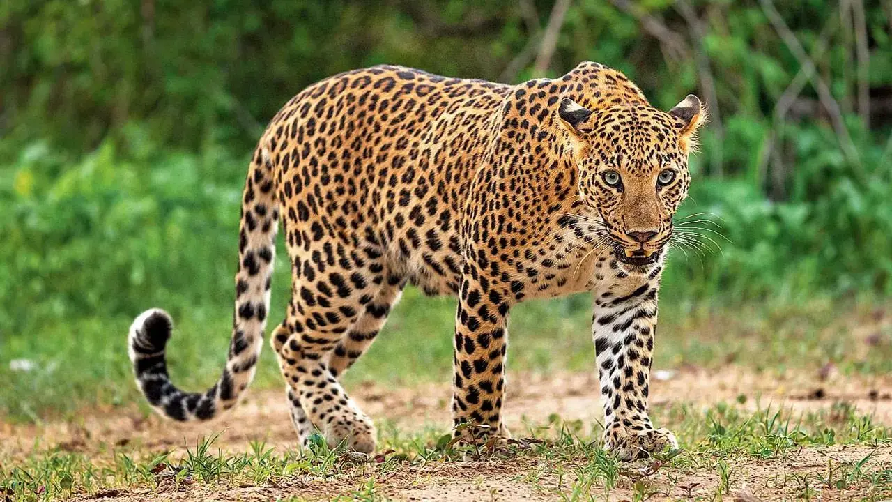 Mumbai LIVE: Scarf around neck saves woman from leopard attack in Beed