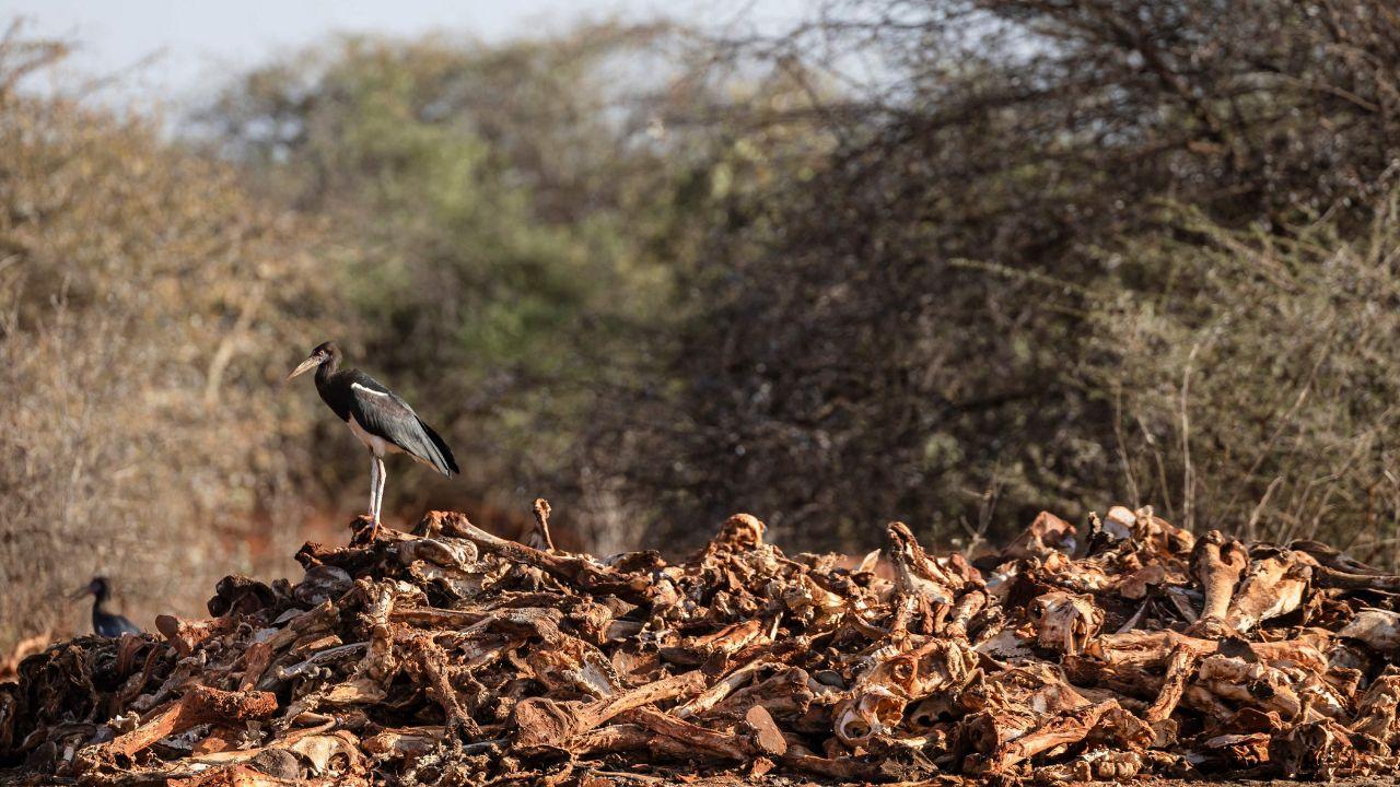 In northeastern Kenya, 10 counties face drought, with nine in “alert” and Mandera County in the “alarm” phase, has seen livestock deaths soar as prolonged drought devastates pastoralist livelihoods.