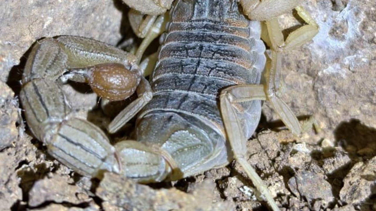The scorpion was sighted outside the protected area in on the descending slope of a small hillock at Nashik