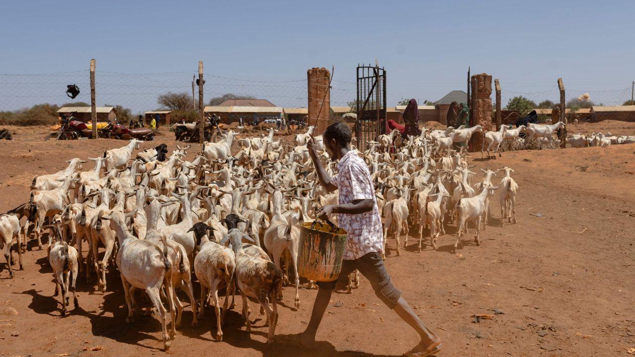 A man herds goats away from the drying water pan, the only remaining source of water for residents and their livestock in Lulis village near Banissa 