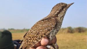 Maharashtra: BNHS conducts three-day ornithology course at Ramsar site