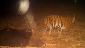 Male and female tiger spotted moving together in Sahyadri Tiger Reserve 