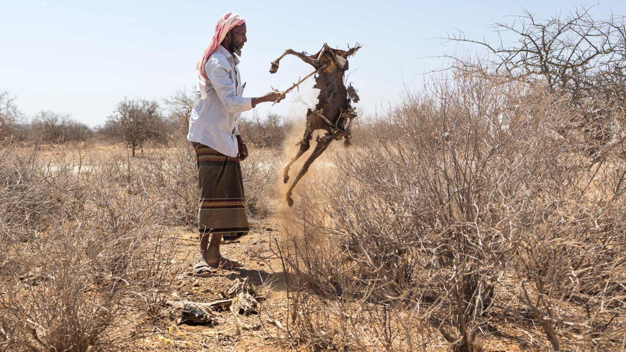 Abdirizak Gabow, 63, gathers goat carcasses to be burned later for sanitation purposes in Hawara village as to avoid scavenging hyenas from coming