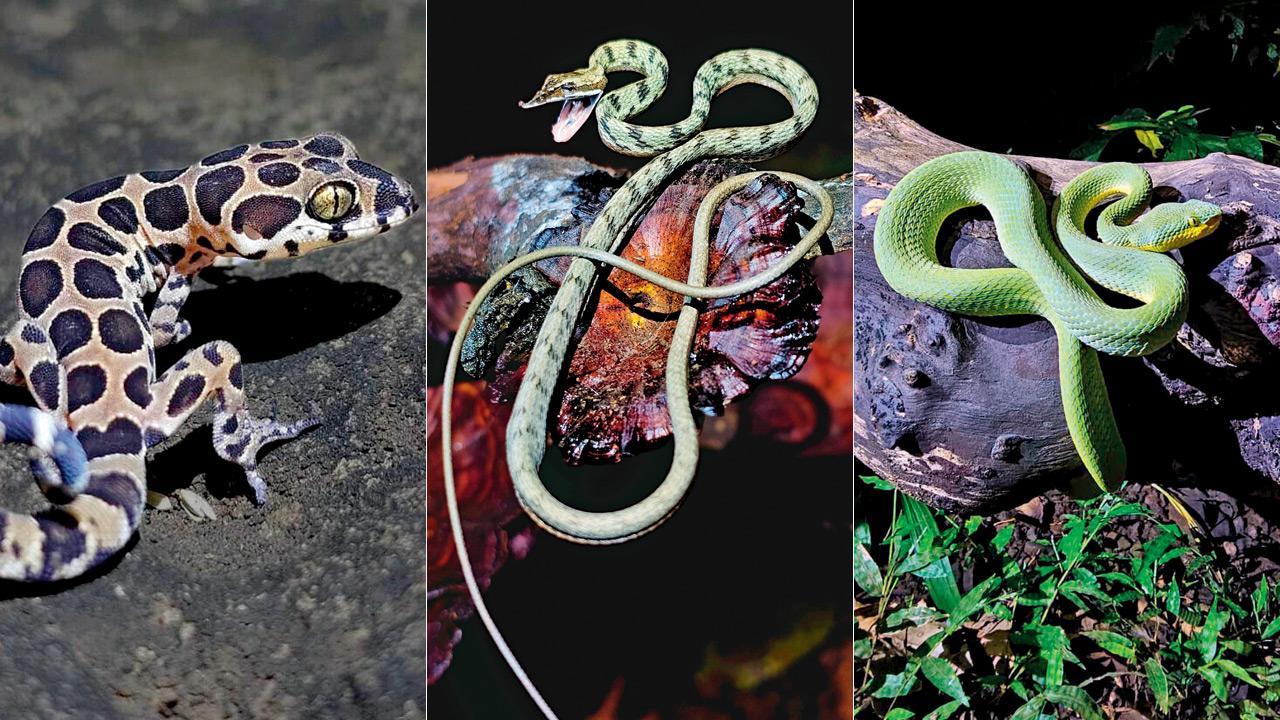Giri’s Gecko, Sahyadri Vine Snake and Bamboo Pit Viper. PICS COURTESY/DR PRASAD DABHOLKAR; wild wentures