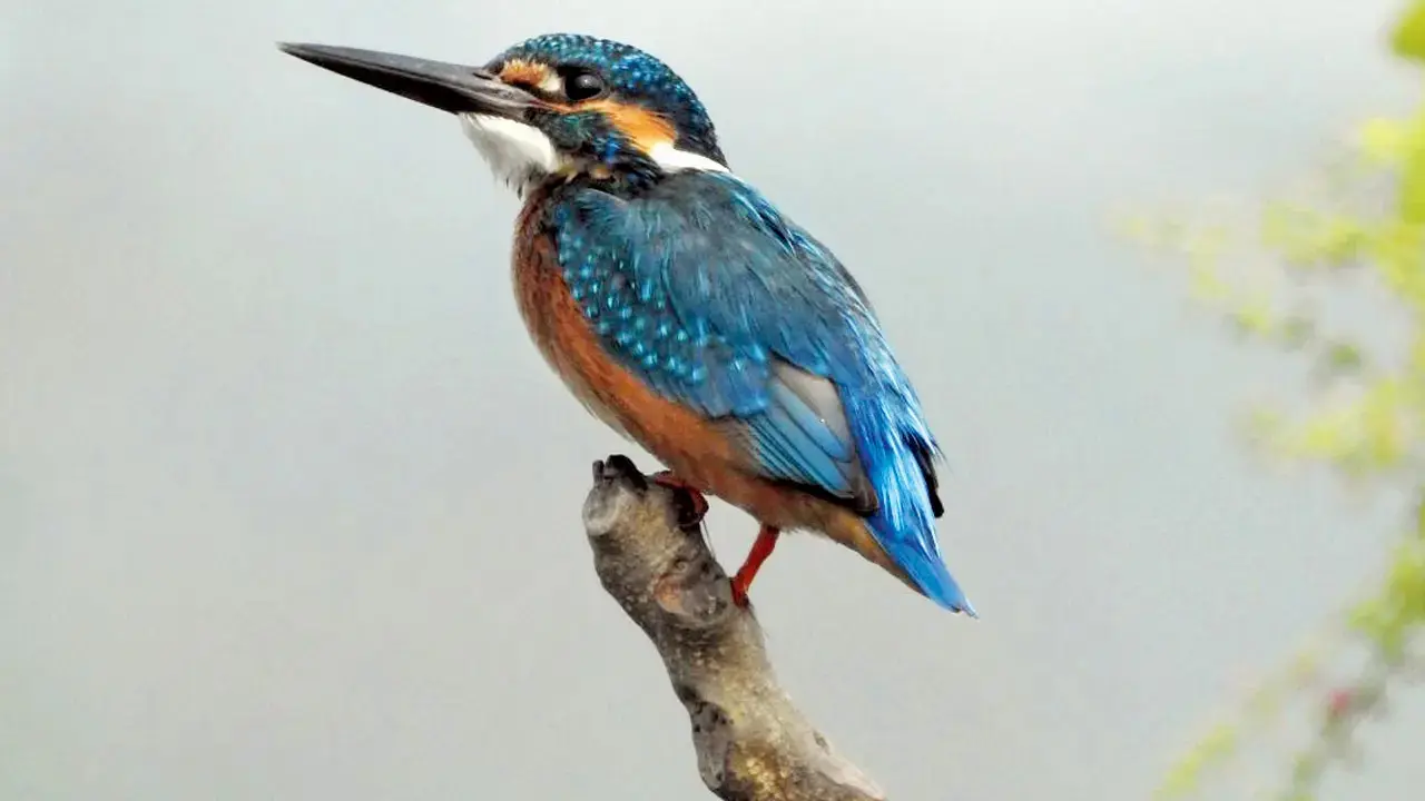 Odisha Bihanga Utsav 2026 underway to celebrate migratory birds at Chilika Lake