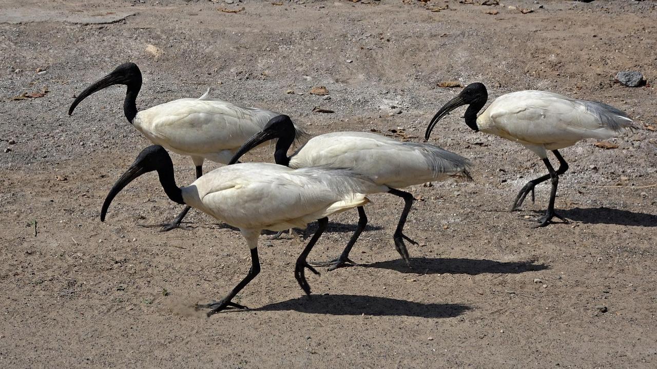 Rare Black-headed Ibis spotted in large numbers in salt pans in Tamil Nadu
