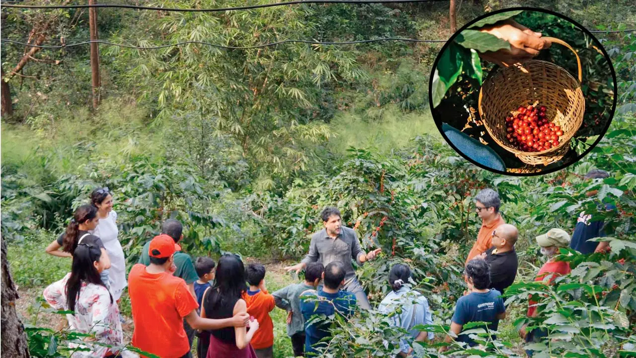 Mulshi workshops celebrate a rare Arabica bean with African roots