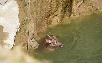  The deer had managed to stand on a stone ledge inside the well for support. PIC/Wildlife SOS, Maharashtra Forest Department