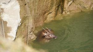Male sambar deer rescued from 40-ft-deep well in Maharashtra’s Alame village