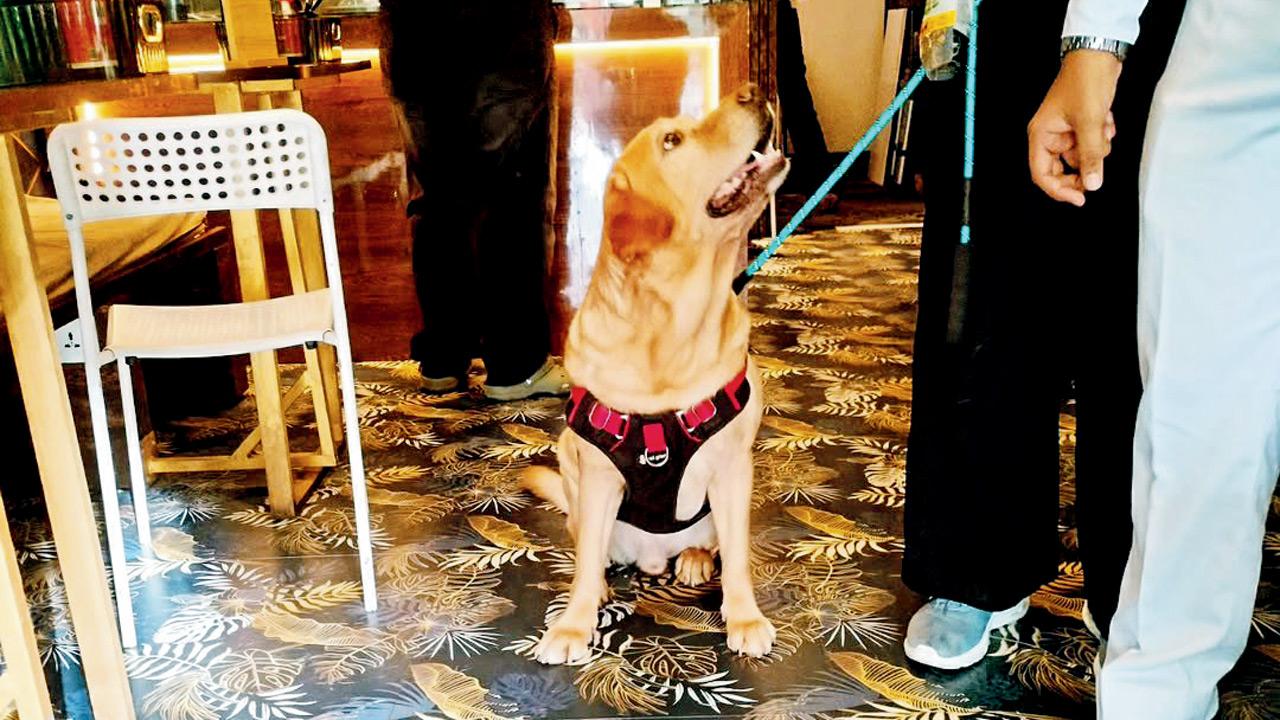 A four-legged patron at the Navi Mumbai pet-friendly venue