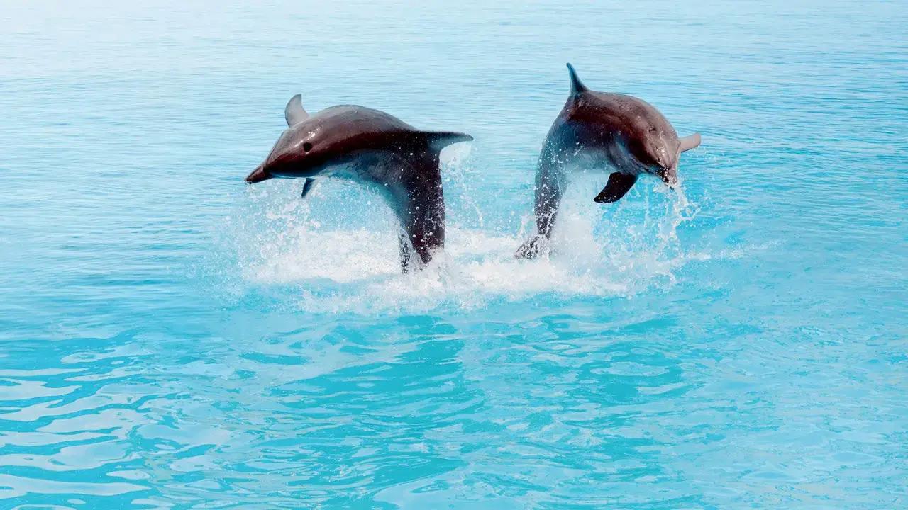 Dolphin census begins in Chilika Lake after sightings across lagoon