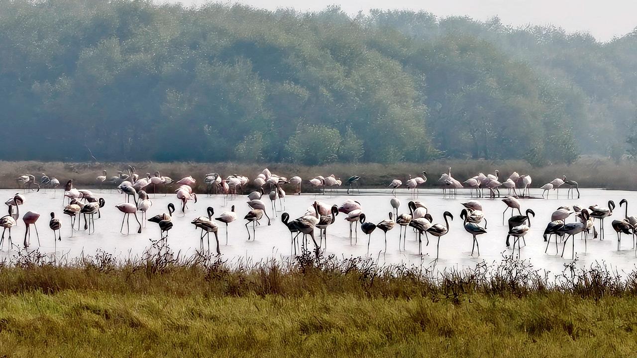 Late but flamingo: Migratory birds finally arrive in Mumbai wetlands
