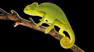 Embark on this unique walk in Alibaug to learn about reptiles and amphibians