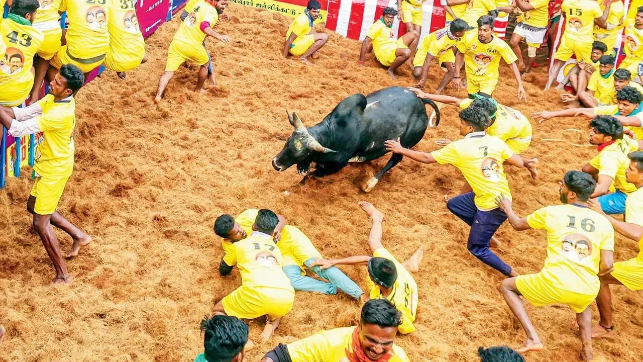 Jallikattu 2026: Know the cultural significance of the bull-taming sport of TN
