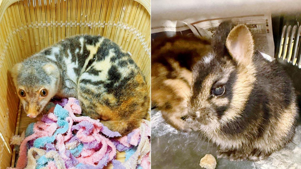 Kalyan-Dombivli residents caught smuggling exotic animals at Bengaluru airport