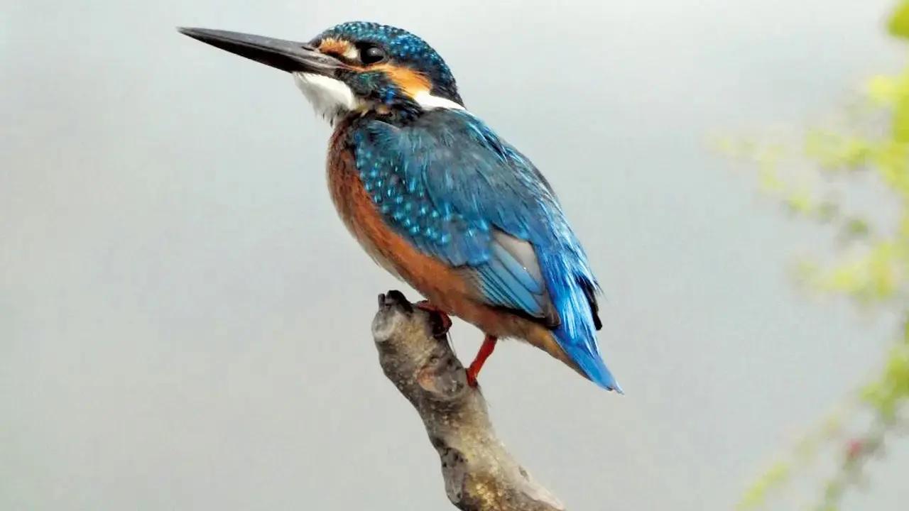 Odisha: Migratory birds arrive at Chilika Lake as temperature drops