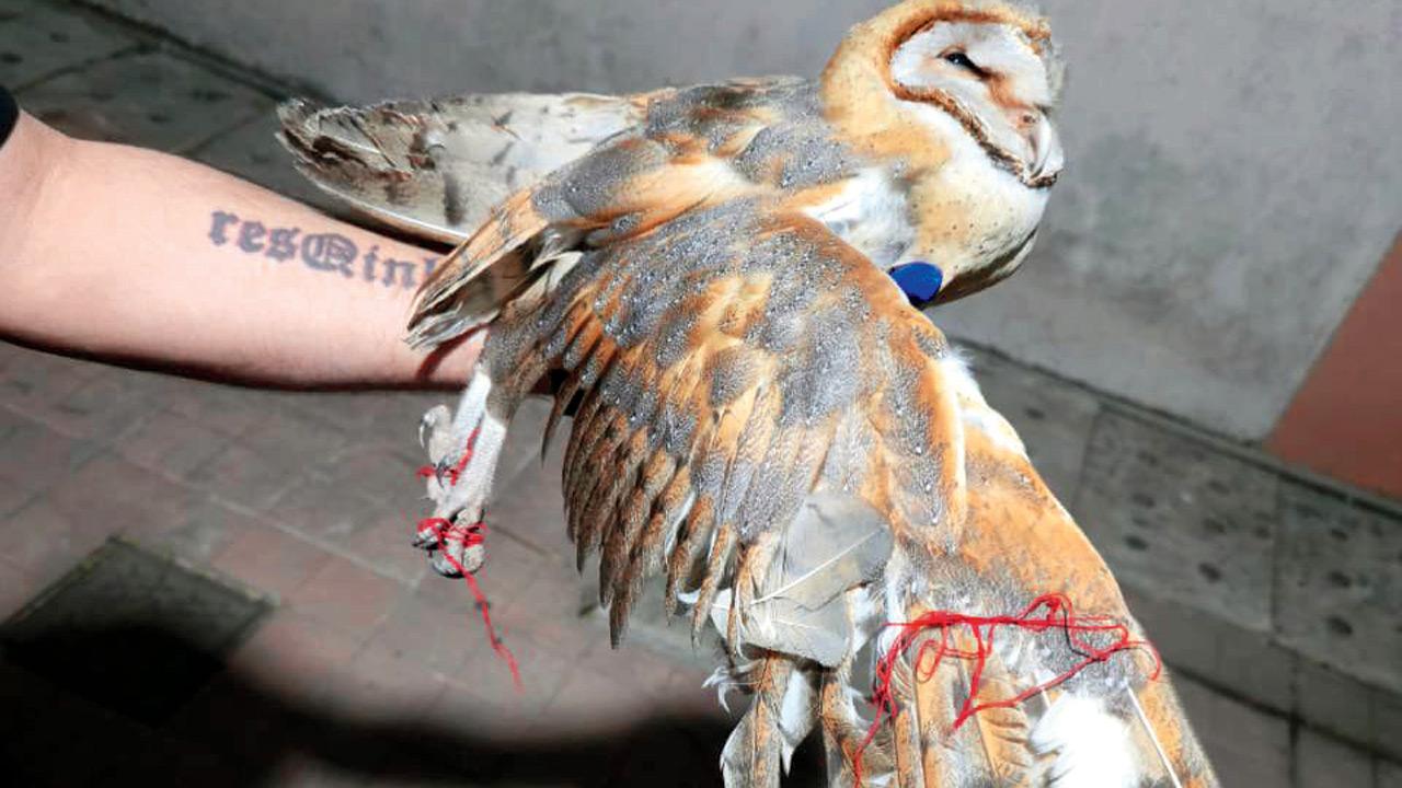 RAWW rescuers work to free the bird