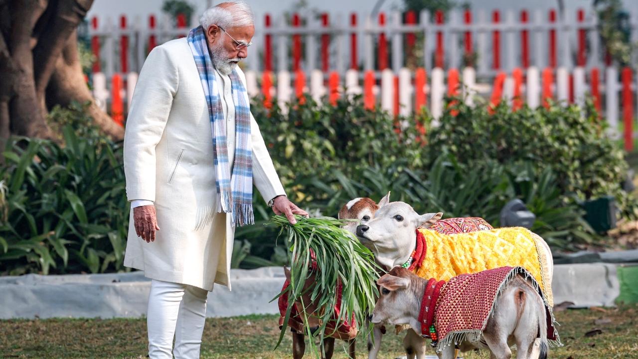 <p>In the photos, the Prime Minister is seen feeding cows on the lawn at his residence</p>