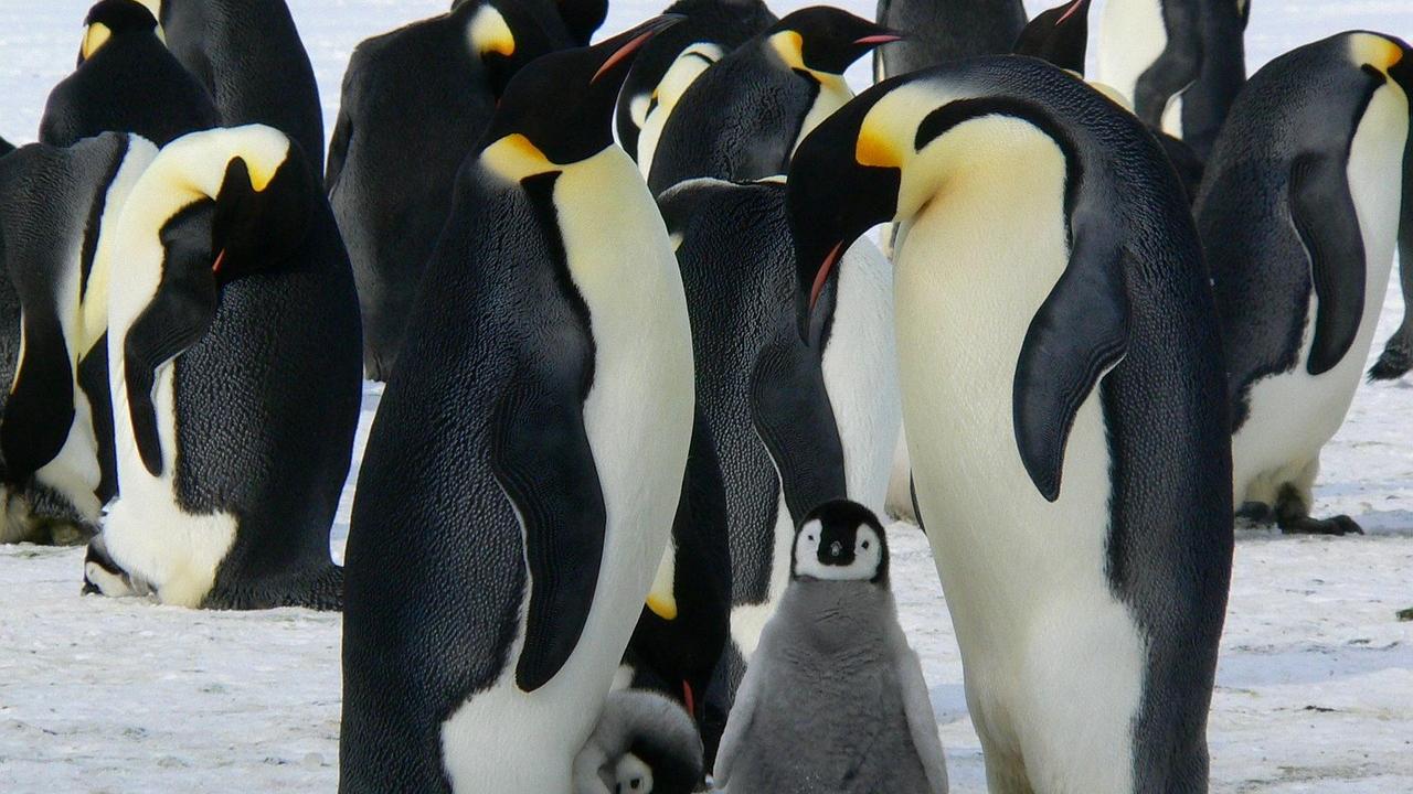  Warming temperatures are forcing Antarctic penguins to breed earlier