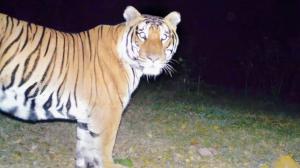 Maharashtra's Sahyadri Tiger Reserve now home to three dominant male tigers