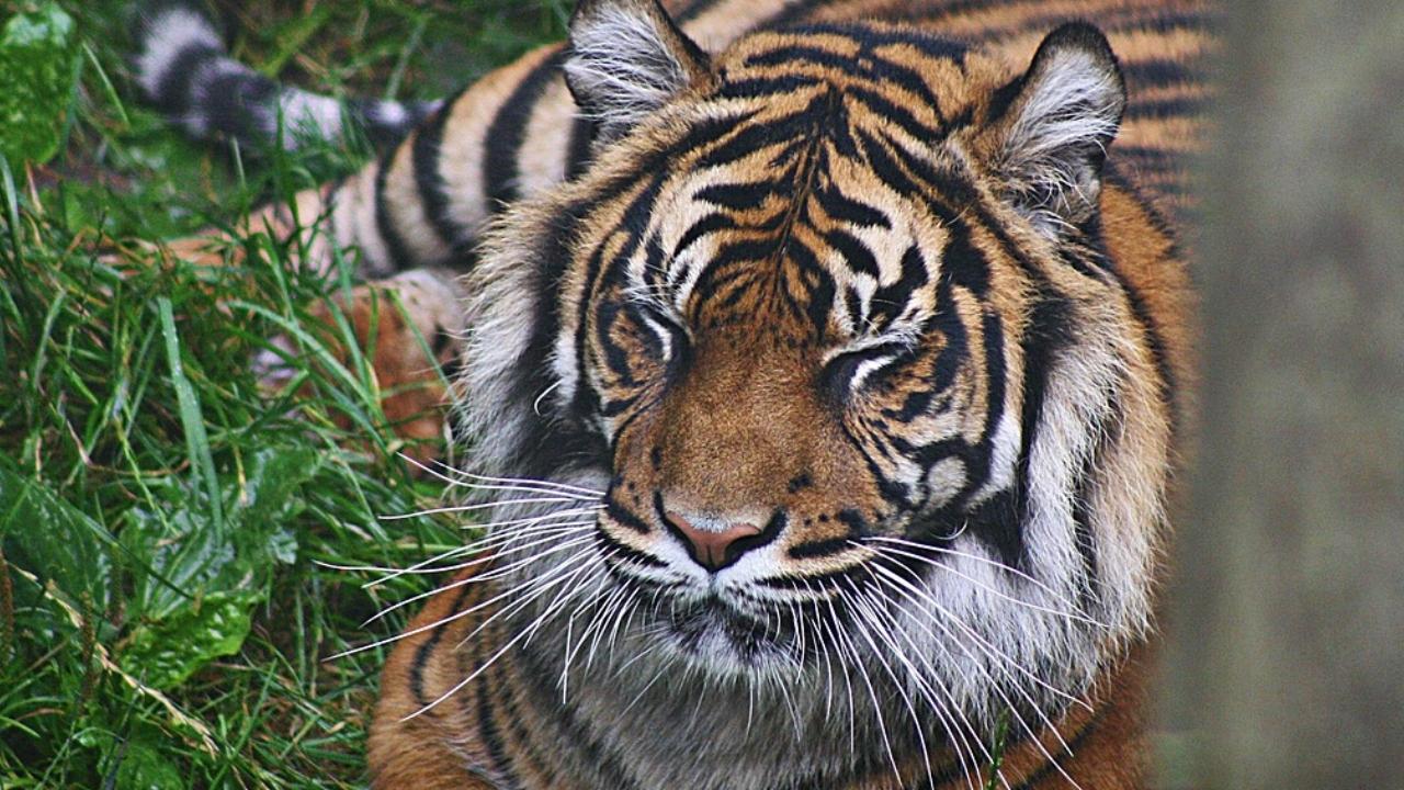 She was initially believed to be settling into her new surroundings (Representational Image)