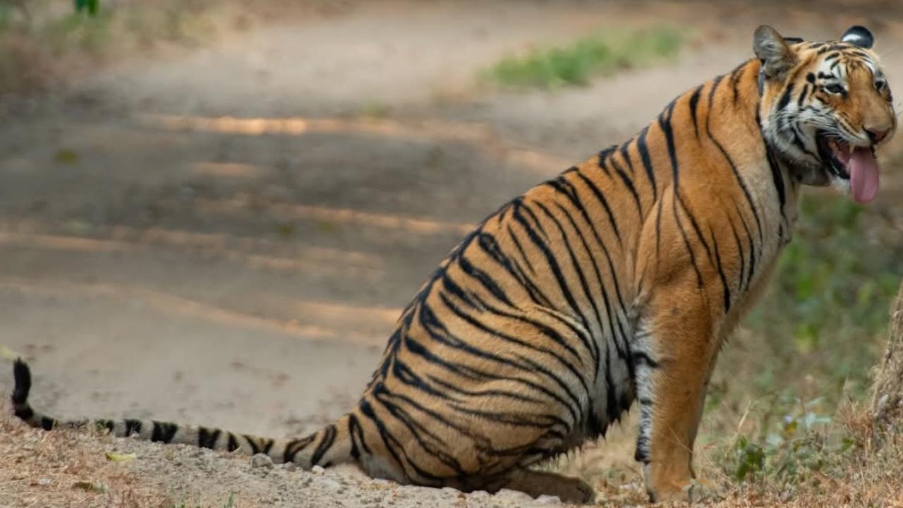 Tigress Tara spotted at Sahyadri Tiger Reserve on Chandoli safari route