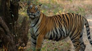 Tigress Tara spotted on Chandoli safari route at Sahyadri Tiger Reserve