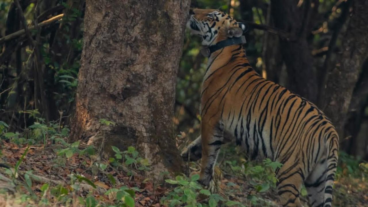Tara was relocated from Tadoba-Andhari Tiger Reserve (TATR) to the Sahyadri Tiger Reserve (STR) in western Maharashtra on December 18 after being fitted with a radio collar