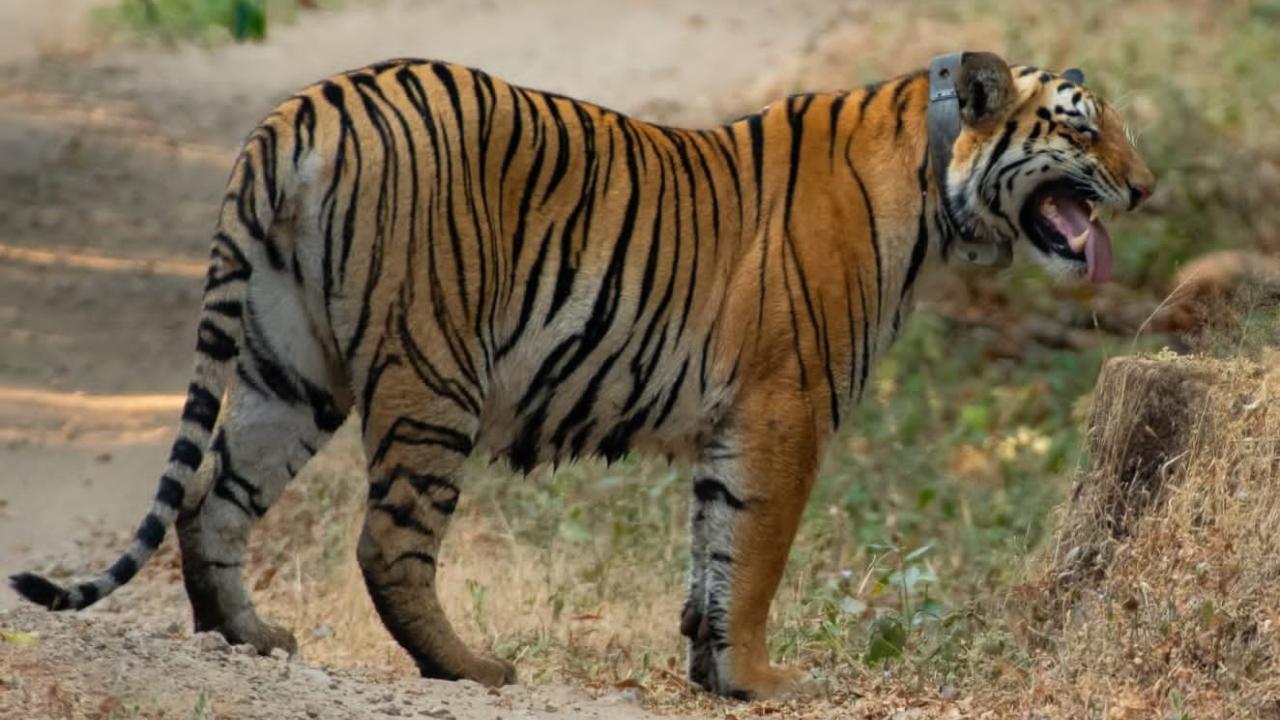 Already, Tara has astounded and delighted forest officials with her daring 1.5-km swim across the chilly, crocodile-infested waters of the Chandoli dam