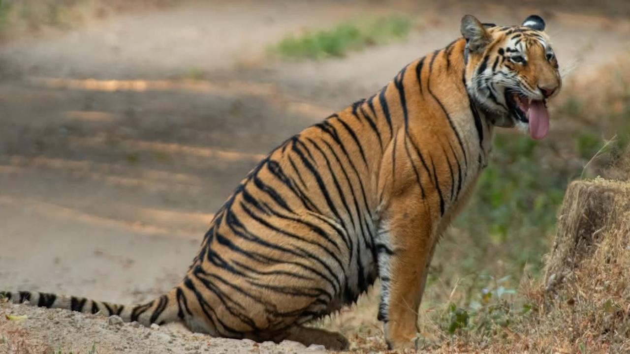 On January 20, between 4 pm and 5 pm, a fortunate tourist had an extraordinary sighting of tigress Tara on the Zholambi forest safari route in Chandoli