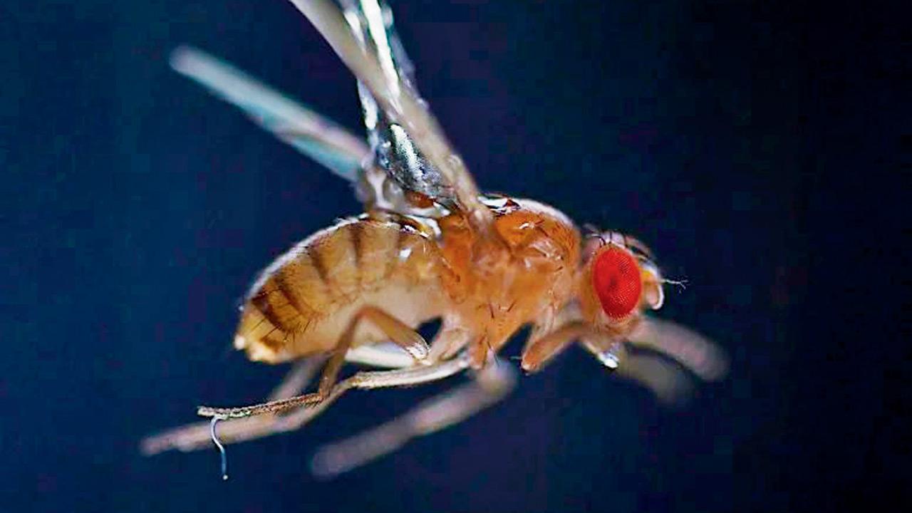Tiny worm uses static electricity to leap and infect flying insects