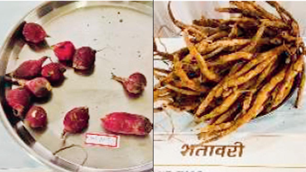 Channi and Shatavri. Pics Courtesy/Avinash Harad