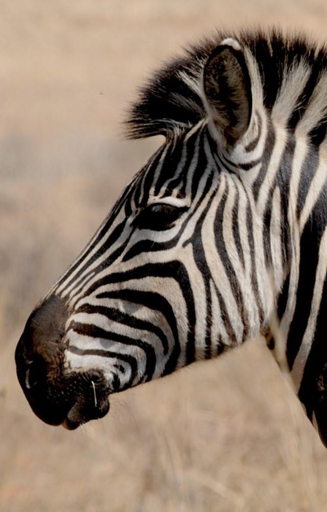Zebra Day 2026: 5 lesser-known facts about the animal