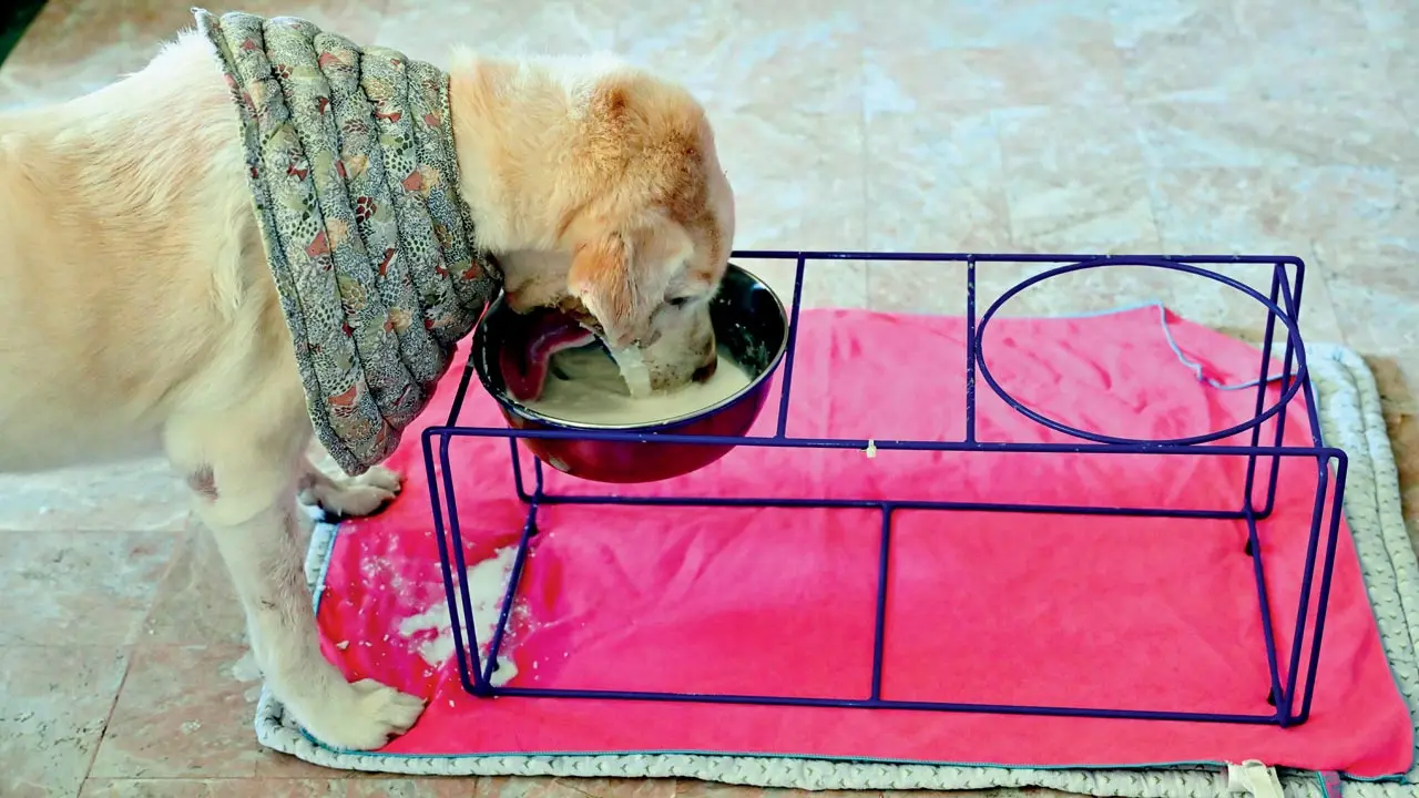 Gumbo eats independently after relearning how to drink and feed following the removal of his entire lower jaw. Pics/Shadab Khan