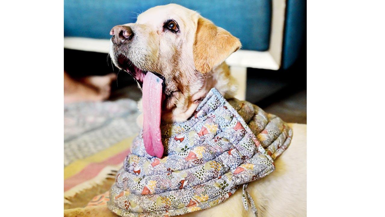 Fully recovered after a radical surgery, Gumbo now enjoys daily walks and playtime at his foster home in Thane 