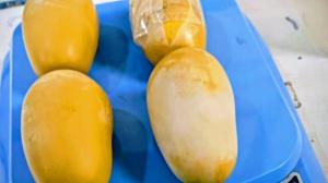 Mumbai Customs seize gold worth Rs 2.15 cr; Bangladeshi passenger held