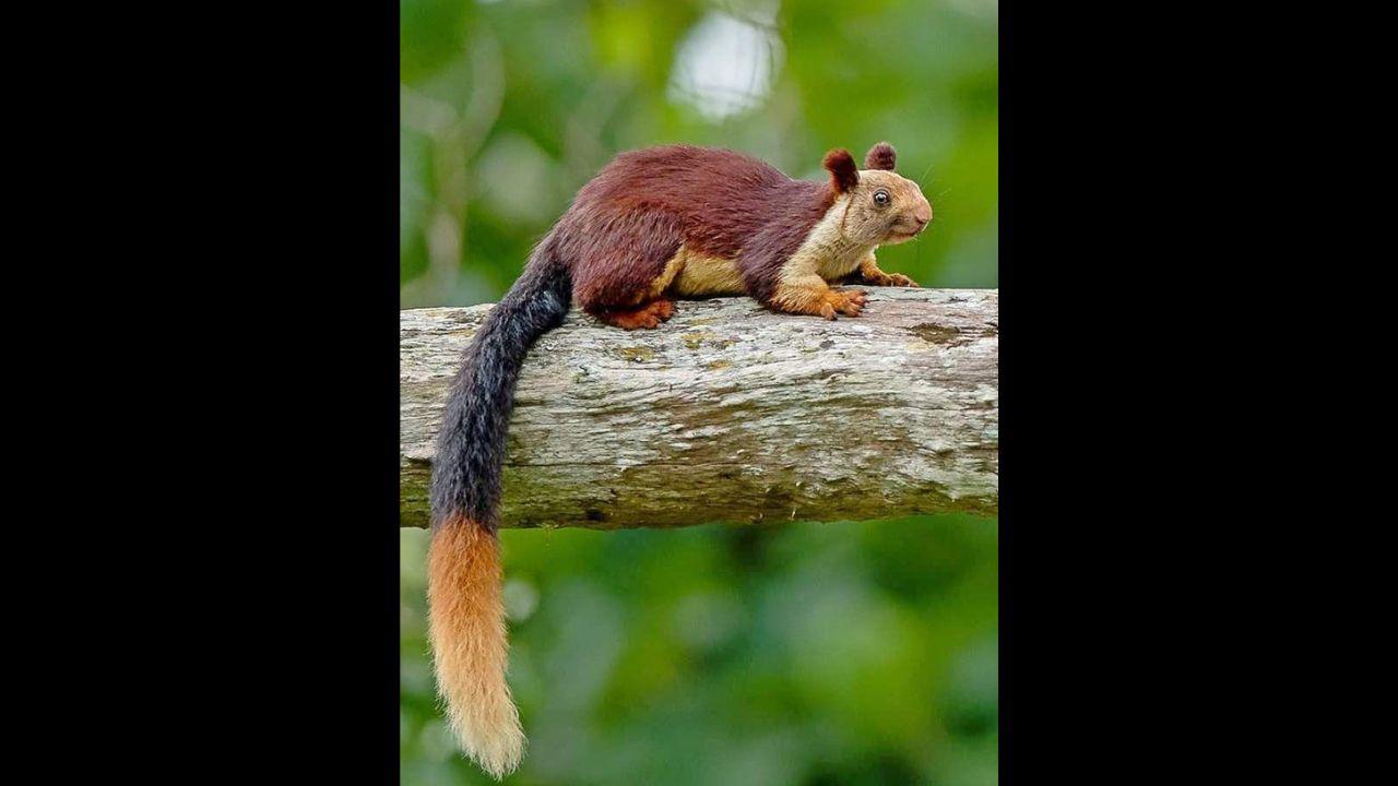 Indian giant squirrel spotted in Lonavala Forest Division