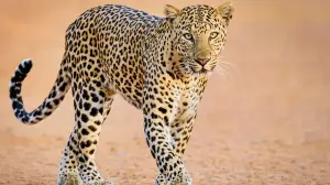 Leopard spotted at Durg Tekdi in Nigdi; public entry restricted