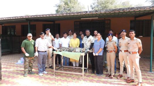 Mumbai: Leopard rescued from Bhayandar society returns to wild