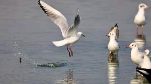 In Pics: Mumbai wetlands host Asian waterbird census; migratory species spotted